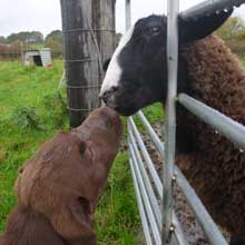 Fishers Mobile Farm - Cookie & Bella